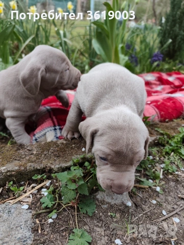 Ваймаранери , снимка 2 - Ваймаранер - 54205376