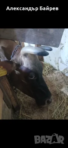 Дойна крава джърсей, снимка 3 - Крави - 56111506