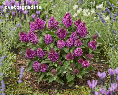 Buddleja davidii ‘Little Rockstars Red’ (Будлея червена – Литъл Рокстарс), снимка 2 - Градински цветя и растения - 55816723