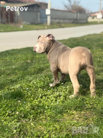 Американско були , снимка 8 - Питбул - 53690899
