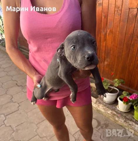 Две момичета с две ваксини и паспорт!, снимка 2 - Питбул - 55978914