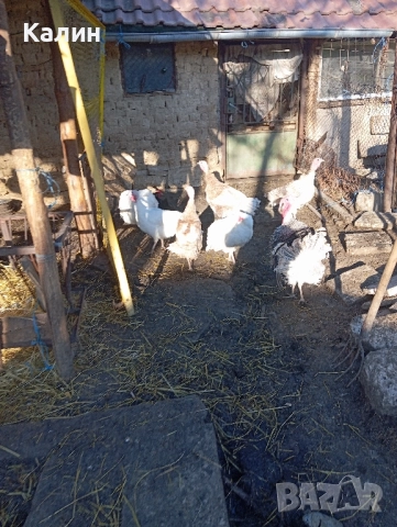 продават се пуйки и пуяци, снимка 5 - Кокошки и пуйки - 52287686