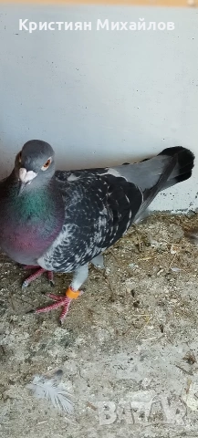 Пощенски гълъби - двойка, снимка 3 - Гълъби - 54189165