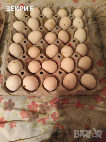 Продавам Домашни Оплодени Яйца от Декоративни Кокошки ШАБО, снимка 5 - Кокошки и пуйки - 53608373