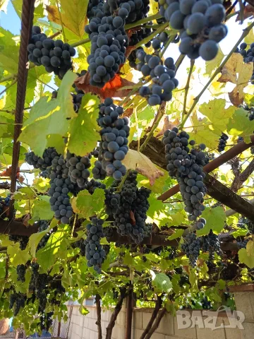 Продавам 300-400кг. грозде сорт Добруджанка (Липованка), снимка 5 - Домашни продукти - 56063909