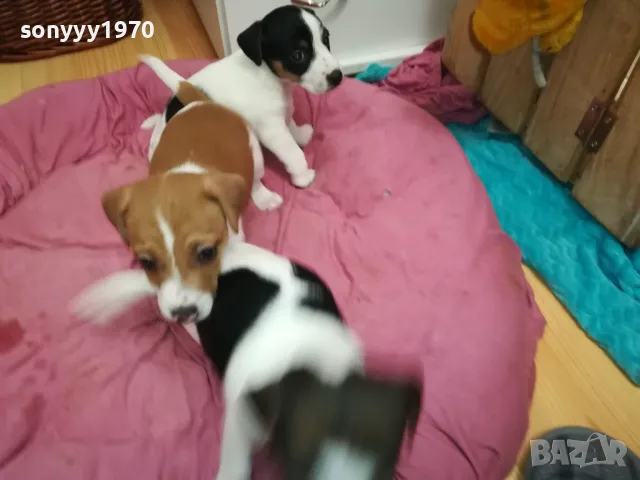 БЕБЕ ДЖАК 250ЛВ ЗА ЕДНО 0402251938, снимка 15 - Джак ръсел териер - 48968353