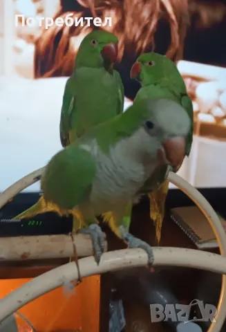 папагал монах мъжки и женски, снимка 1