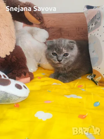 Прекрасни Шотландски Клепоухи котенца (Scottish Fold), снимка 4 - Други - 56071434