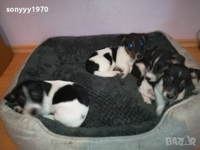 джак ръсел женски кутрета с паспорт и ваксина 1910251308, снимка 12 - Джак ръсел териер - 52105790