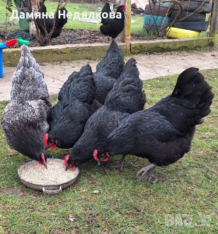 Разплодни яйца от австралорп , снимка 5 - Кокошки и пуйки - 54047072