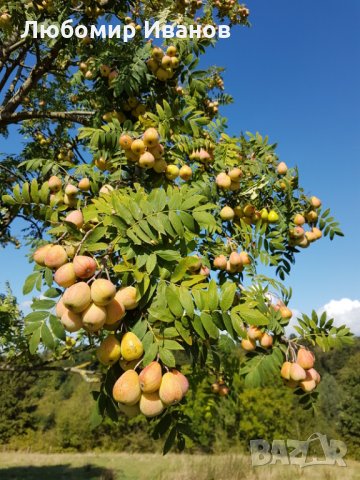 Семена от широколистни видове - Дъб Скоруша Бук Габър Еводия Албиция Пекан Лимон Глог Рожков, снимка 9 - Сортови семена и луковици - 27354748