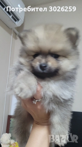  Померанчета на 2 месеца, снимка 3 - Померан - 53933906