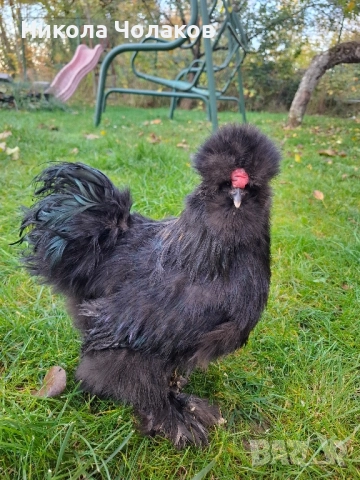 Американски копринки 