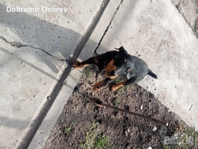  Продавам Ягтериер , снимка 1