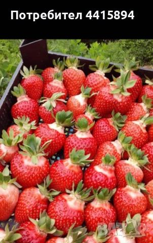 Разсад ягоди и малини, снимка 3 - Разсади - 53934005