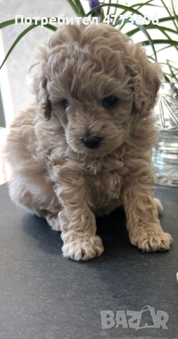 Той/тийкъп пудел кученца – Варна, снимка 7 - Пудели - 53934342