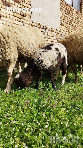 МЪЖКО АГНЕ , снимка 4 - Овце - 54152082