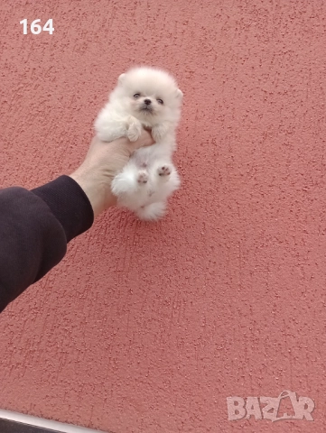 Померан. Мини момченце. Снимки от 23.12.25 г. , снимка 5 - Померан - 52885649