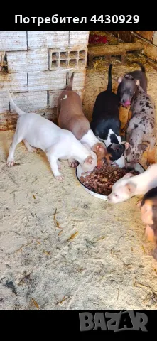 American Bully XL, снимка 6 - Американски стафордширски териер - 56546345