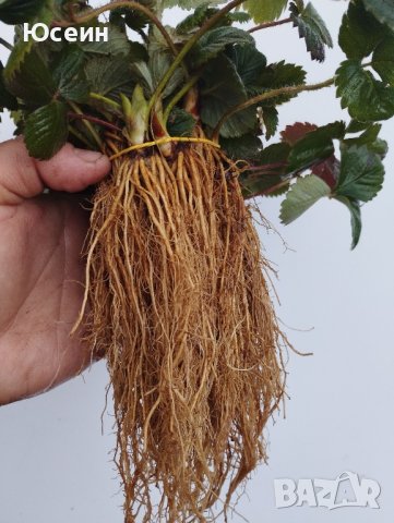 Разсад ягоди,къпини,касис., снимка 8 - Сортови семена и луковици - 27877155