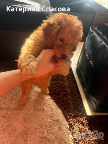 Мини пудел бебе