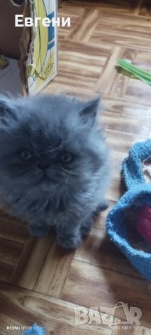 Персийски котета, снимка 4 - Персийска - 42498811