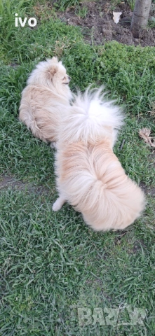 Померанче , снимка 4 - Немски шпиц - 54114667