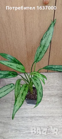 Аглаонема Cutlass , снимка 1