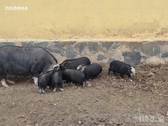 Виетнамски прасенца на 2 месеца , мъжки и женски, снимка 2 - Прасета - 52287392