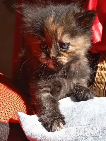 Сибирско коте, момиче, цвят костенурка, сибирка, котенце, котка , снимка 4 - Сибирски - 56233227