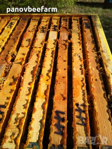 Имуностимулатор, снимка 9 - Други стоки за дома - 19294075