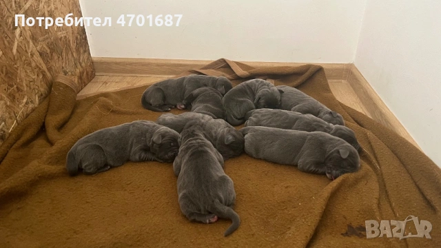 Бебета Кане Корсо, снимка 5 - Кане корсо - 53012158