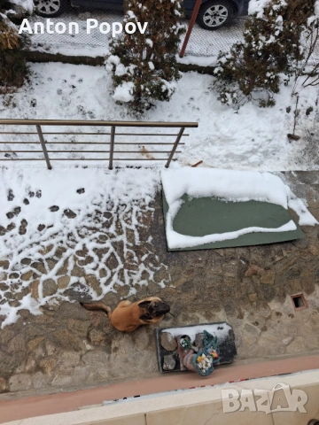 Белгийска овчарка 6м., снимка 3 - Белгийска овчарка - 53108382