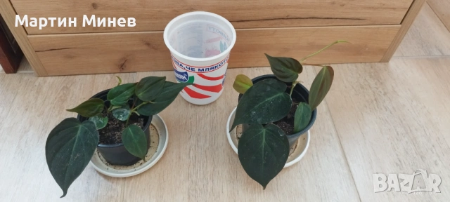 Филодендрон (Philodendron) / Сингониум (Syngonium), снимка 2 - Стайни растения - 47059632