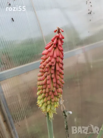 Продавам многогодишни студоустойчиви цветя от моята градина на гол корен., снимка 15 - Градински цветя и растения - 49873504