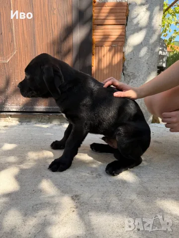 Продавам кученца Кане Корсо, снимка 4 - Кане корсо - 55949506