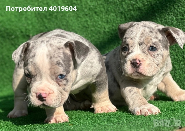 Американско були покет мерле, снимка 3 - Други - 52792170