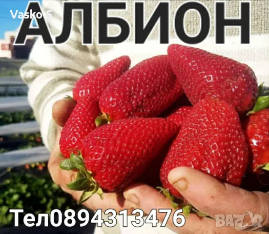 Ягоди разсад малини, снимка 5 - Разсади - 56041278