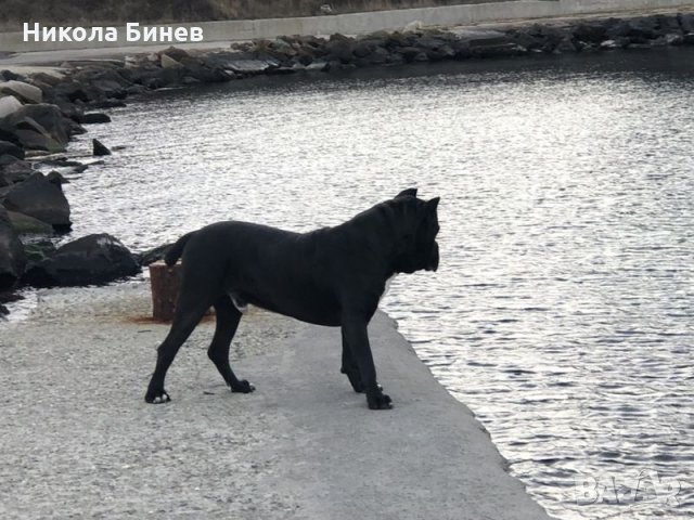 (РАЗПЛОД ) Родословно кане корсо мъжко от развъдник в Сърбия , снимка 4 - Търси партньор - 31502636