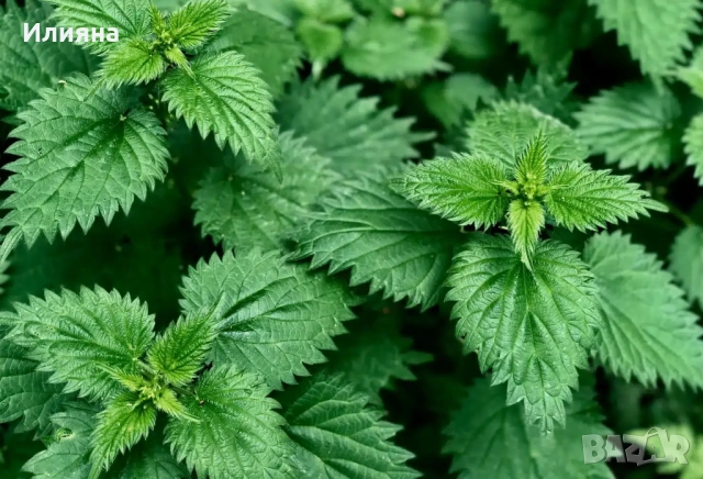 Песто от Коприва,Глог,Шипка,Самардала,Манголд,Розмарин,Коприва,Лапад, снимка 10 - Домашни продукти - 44686378