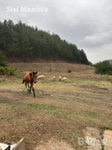 Prodavam kanshe na 6 mesec