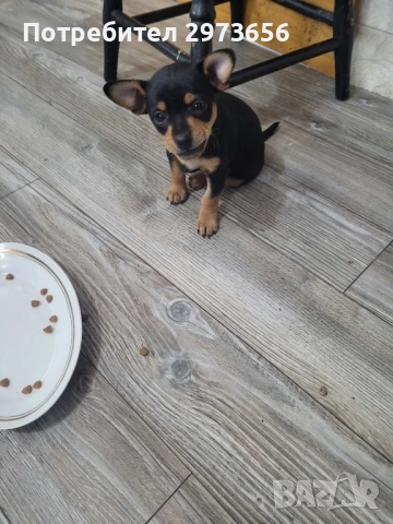 Сладки пинчери, снимка 8 - Пинчер - 52912602