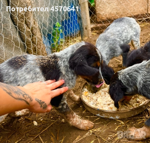 Подарявам малки кученца Епаньол Бретон , снимка 6 - Други - 51468131