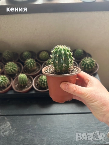 Кактуси -различни размери , снимка 2 - Стайни растения - 53933143