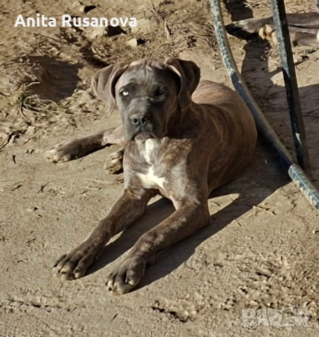 Кане Корсо, снимка 2 - Кане корсо - 52877945