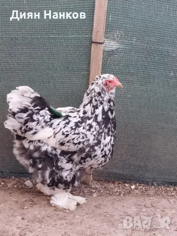 Разплодни яйца , снимка 6 - други­ - 49704952