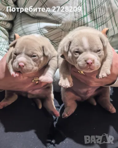 Американско Були Покет /American Bully Pocket , снимка 1 - Питбул - 47861447