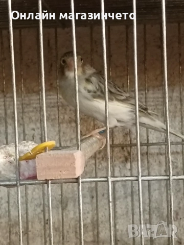 Продавам 5 бр женски канарчета от 2025г.