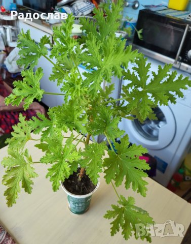 Цвете индрише алое вера лилава детелина коледниче дървото на живота, снимка 2 - Стайни растения - 37613358