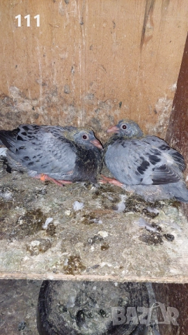 Млади спортни Гълъби , снимка 2 - Гълъби - 52268855